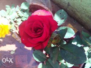 Rose plants with pots and show plants for sale at