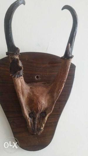 Brown Animal Skull With Horns Original 150 year OLD