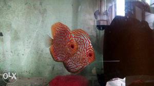 Dissucs breeding pair for sale 4 inch female 5 male