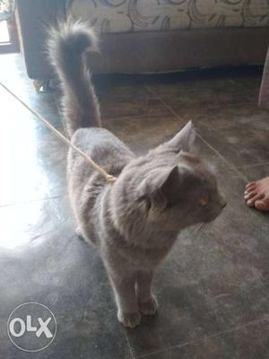 Gray persian Cat