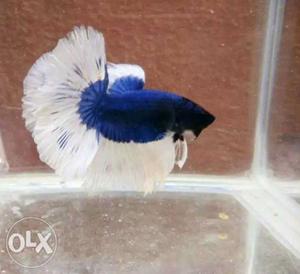 Imported Betta's.  all veraity available
