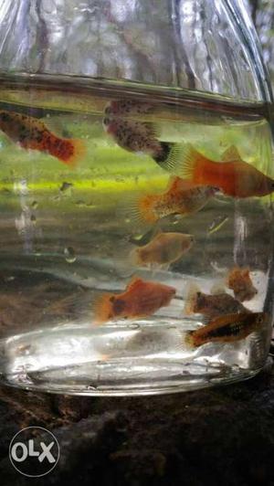 Platy fish for sale.10rs per piece