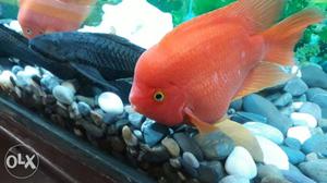 Super Red King Kong fish breeding pair for sale