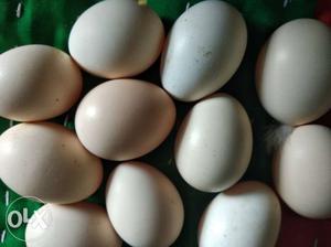 Bunch Of White Eggs