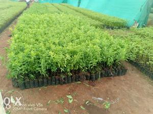 Chandan plant 40 rs per plant