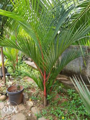 Red palms, 4 sets, 5 to 7 feet tall, from my