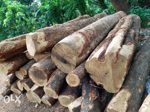 Wood Logs In Pottore