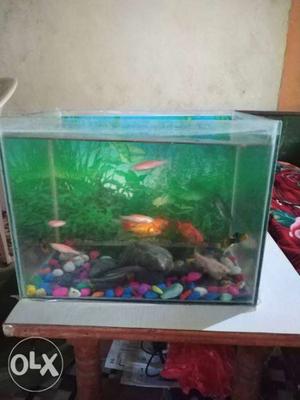 1 feet aquarium