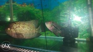 1 female RD Flowerhorn with 1 Male baby