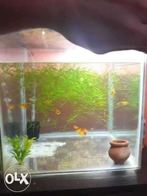 12 gallon fish tank. only 2 months used. with 2