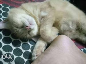 2.5 months old doll face kitten pure persian cat