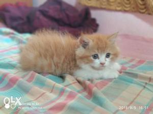 2 month old female kitten s available