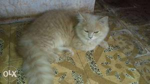 5 months old pure persian cat doll face female