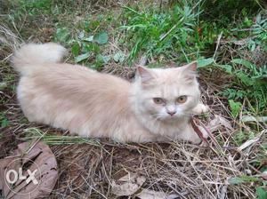 6month male Persian cat with food, cage,