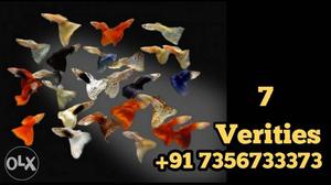 7 Verities Guppy fish Available (breed Type)