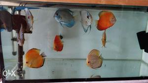 8 Discus full lot for sell. Interested only pm me