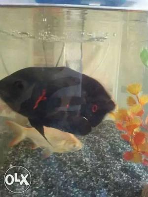 Aggressive black oscar fish medium size