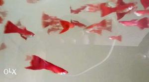 Albino fire red guppy 250rs pair