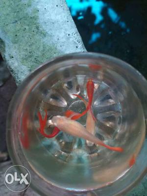Albino full red (brood stock)guppys for sale...
