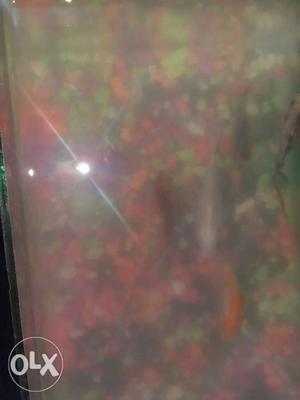 Aquarium and 5 fish full