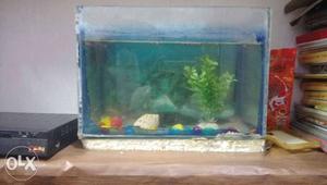 Aquarium for sell with 1 fish