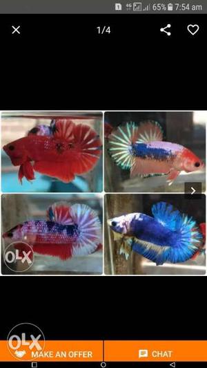 Betta fish Color Of Flower Decors