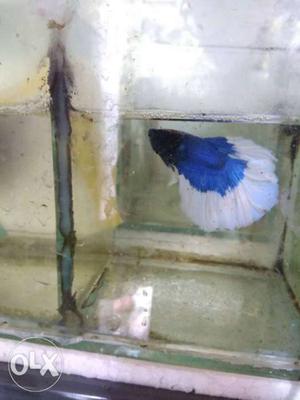 Betta fullmoon imported quality item call