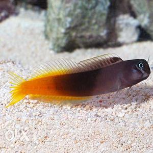 Bicolor Blenny marine fish