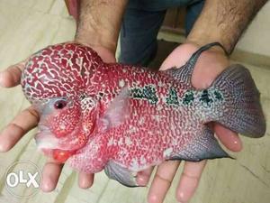 Big giant King kamfa Flowerhorn Fish good healthy