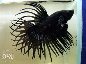 Blck crwn tail betta