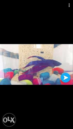 Blue And Purple Pet Fish Screenshot