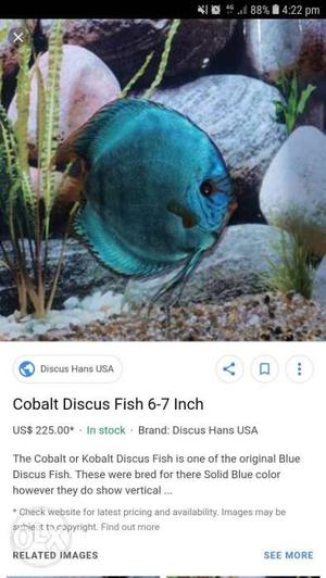 Blue Cobalt Discus Fish Screenshot