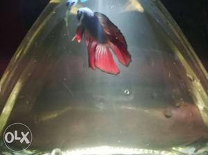 Blue and red betta