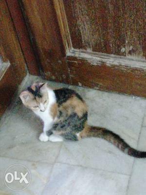 Calico female kitten 3months old