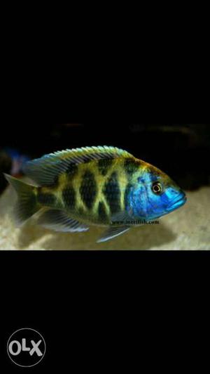 Chichlid very big size and hard beauty fish 1 fish only