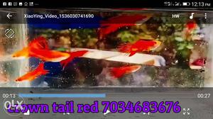 Crown tail red guppy pair rs 