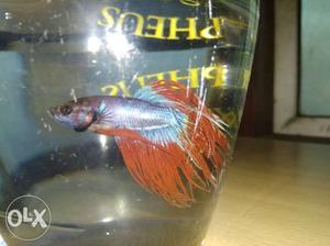 Crowntail betta fish for sale.1pair