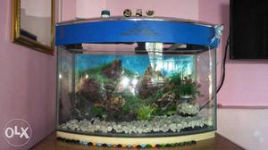 Cuboid Fish Tank With Blue Frame