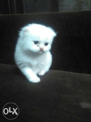 Cute cat For pet lover