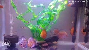 Discus Fishes