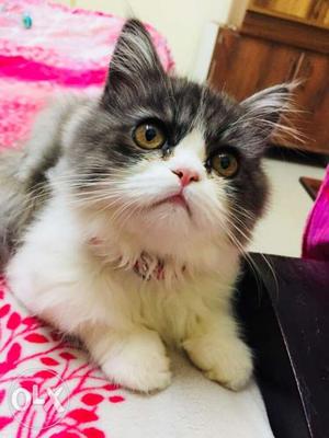 Doll face persian for sale