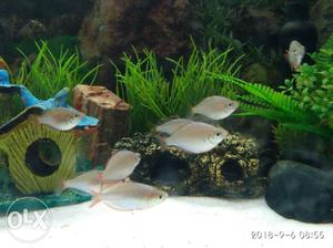Dwarf Neon Rainbowfish (Melanotaenia praecox) - Rs 100 per