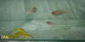 Electric Yellow and pink Cichlid 140 pair