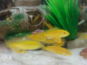 Electric yellow Cichlids for sale 130rs/pair 10