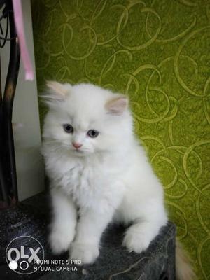 Excellent fur quality Persian kittens!!