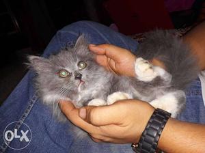 Exotic short hair tuxedo Persian cat. 2 months,