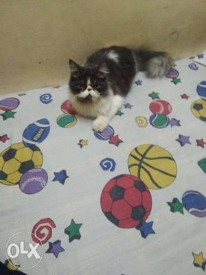 Farsian female kittens 1 is full punch 8month and