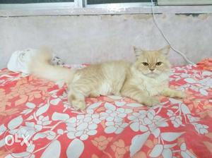Female Double coat persian 8 mnth old healthy and