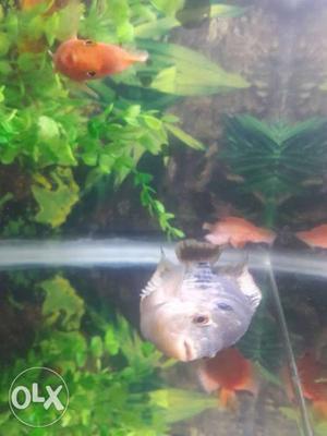 Female Flowehorn Fish Very Good Size ATTRACTIVE