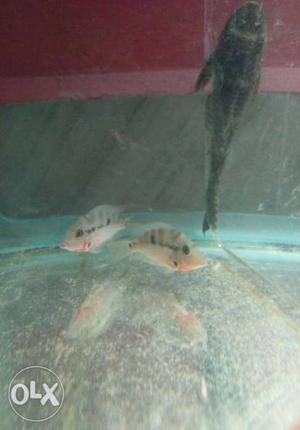 Fire mouth chichlid fish 2 inch